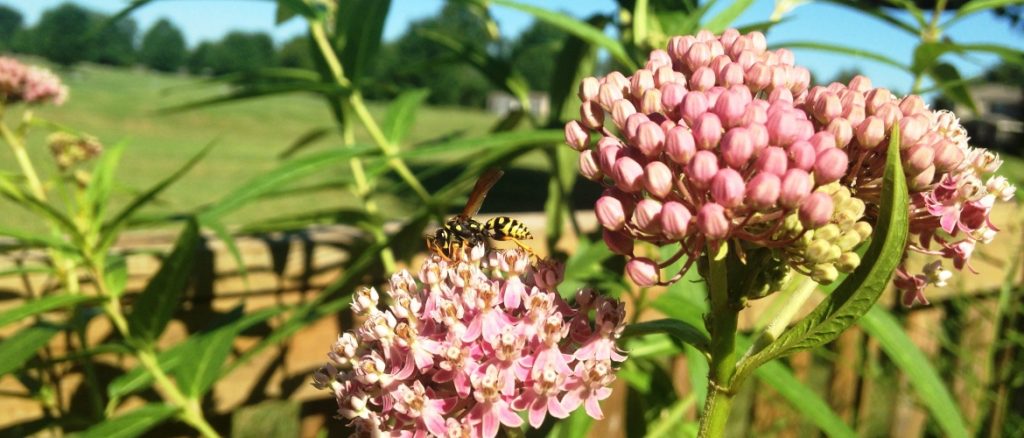 Pollinator close-up on milkweed for The Resilient Activist.