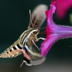 Nature in the Time of Coronavirus