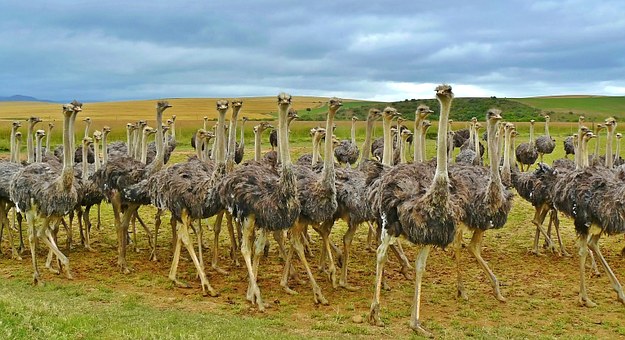 Ostrich flock