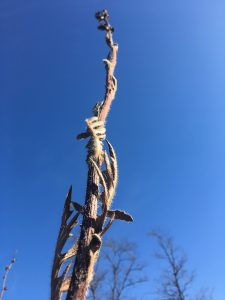Compass Plant