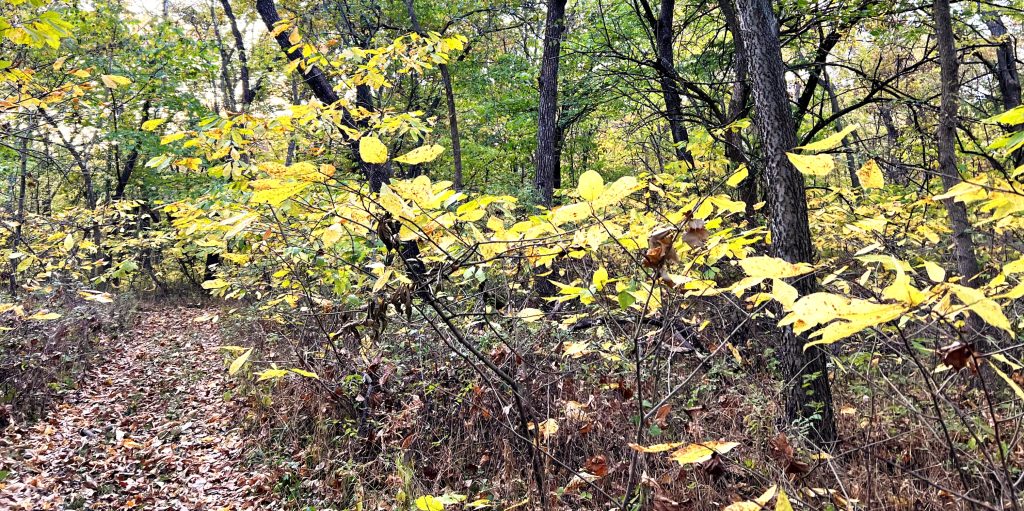 Pawpaw trees in their yellow autumn color.