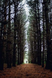 A person walks down a forested trail at Burr Oak Woods, Blue Springs. | Photo Credit: Bob | Reddit