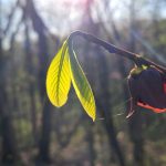 Photo of yellow leaves - PawPaw bloom