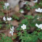 Photograph of Rue anemone in bloom