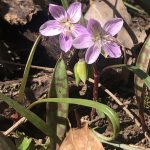Photo of pink Spring Beauty blooms
