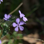 Photo of purple phlox in bloom
