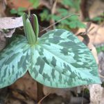 Photo of Trillium bloom