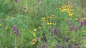FlowersAtCrystalBridges1-300x224
