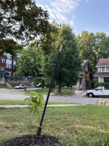 In the foreground, a chinkapin oak tree grows that Karen planted in 2023. The northern red oak in the background, to the left of a white truck, is at least 20 years old now. | Photo Credit: Karen Uhlenhuth