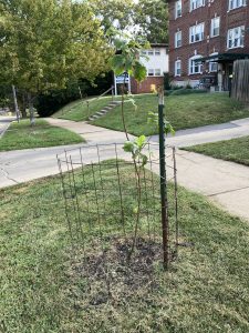 A sapling grows beside a sidewalk in Kansas City, with a cage to keep mowers and weed-wackers at bay | Photo Credit: Karen Uhlenhuth