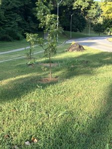 In Roanoke Park of Kansas City, four trees stand that Karen and her volunteers planted in a green space beside the road. More saplings are likely to be planted soon. | Photo Credit: Karen Uhlenhuth