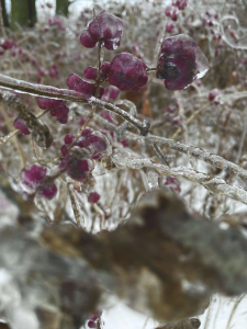 Frosted-over scarlet berries hang from a branch, bowing from the weight. Photo Credit: Christina W.