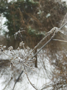 In a wintry midwestern prairie, last autumn's blossoms dangle from their stems, heavy with ice. | Photo Credit: Christina W.