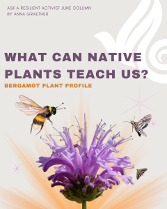 Read more about the article What Can Native Plants Teach Us? | Bergamot Plant Profile