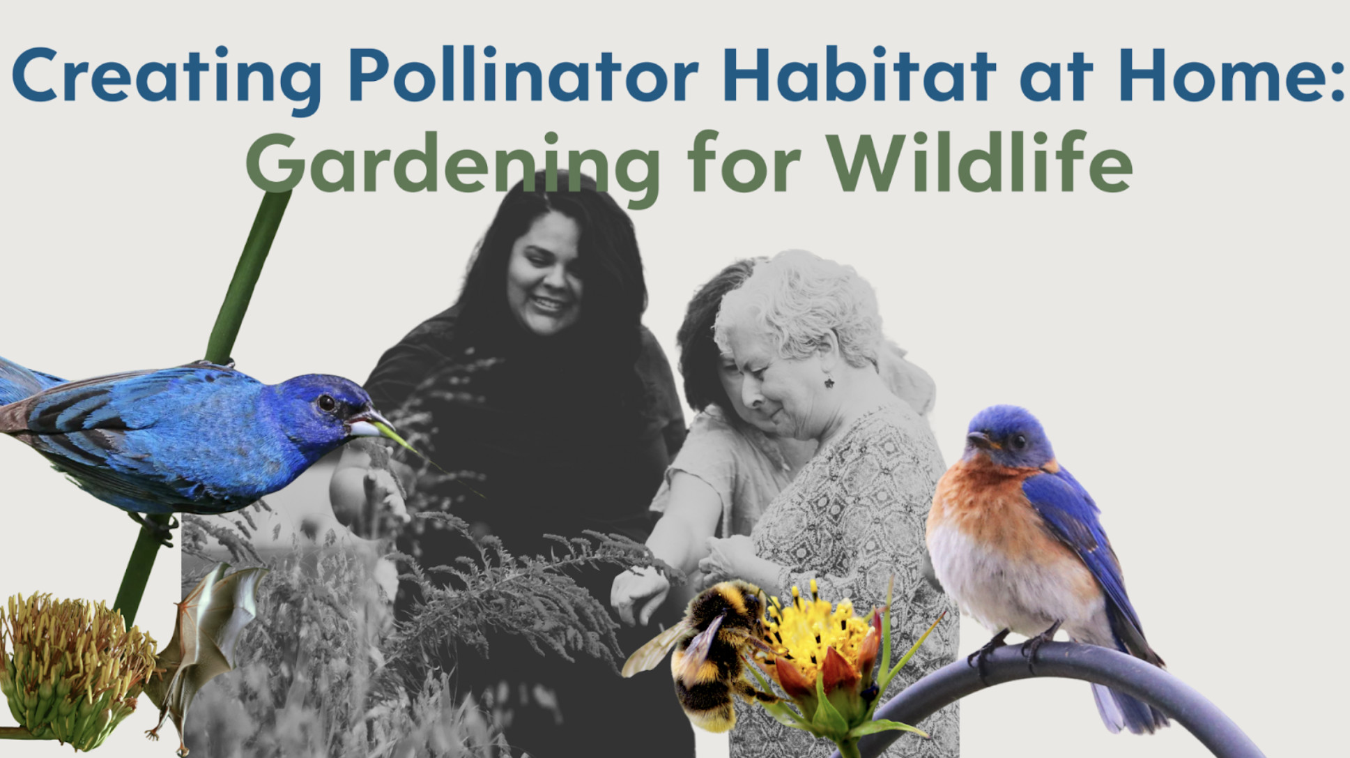 Creating Pollinator Habitat at Home: Gardening for Wildlife