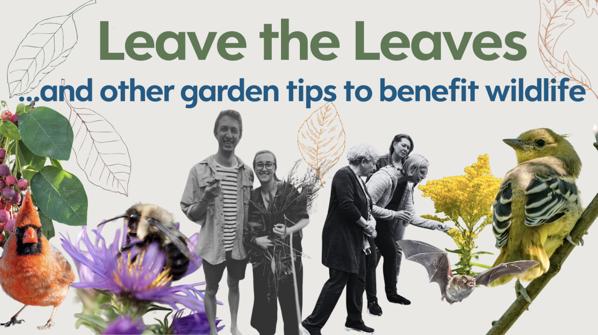 Leave the Leaves ...and other garden tips to benefit wildlife