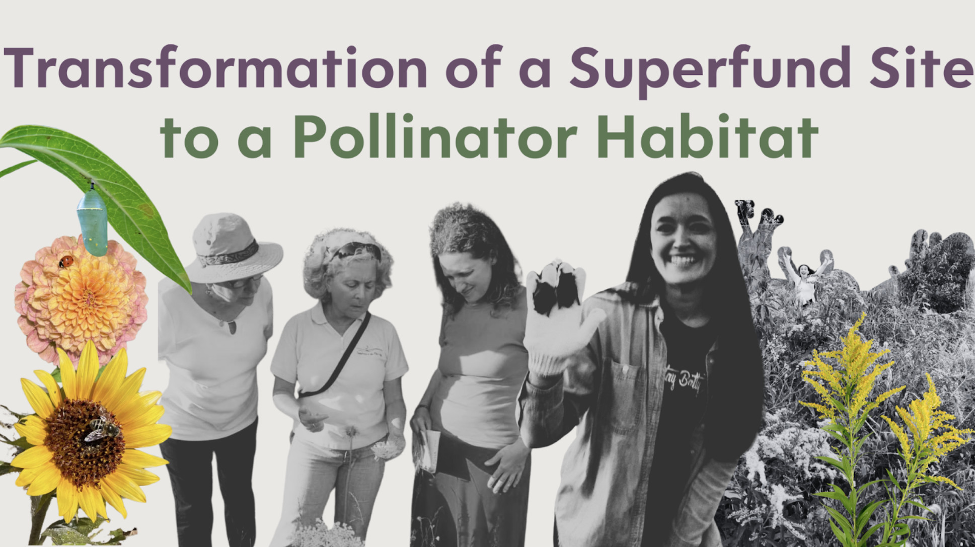 Transformation of a Superfund Site to a Pollinator Habitat